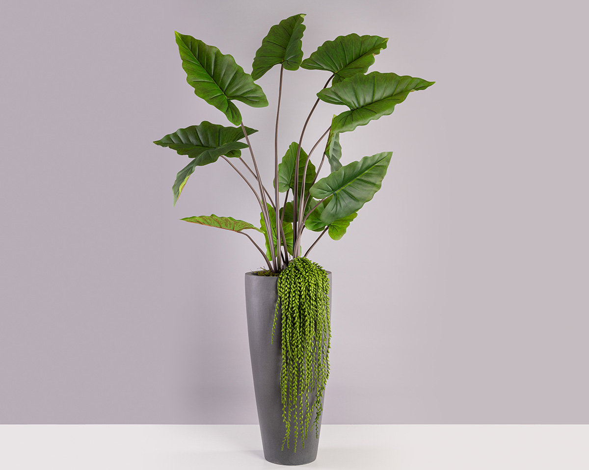 SET ALOCASIA | Höhe 190 cm 